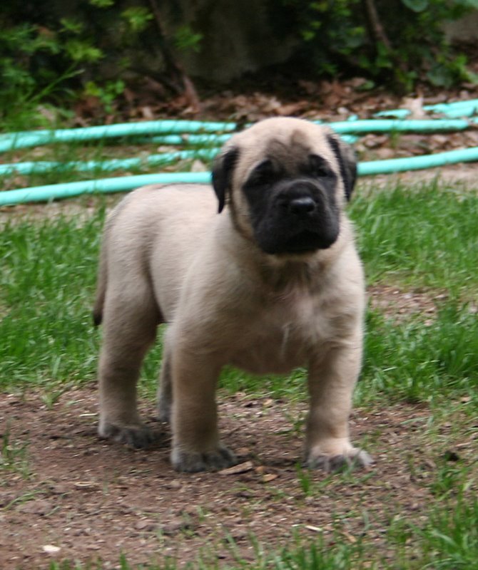 Giambi Puppy